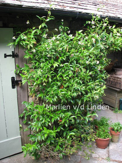 Trachelospermum jasminoides