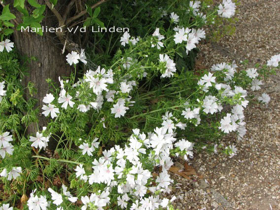 Malva moschata 'Alba'