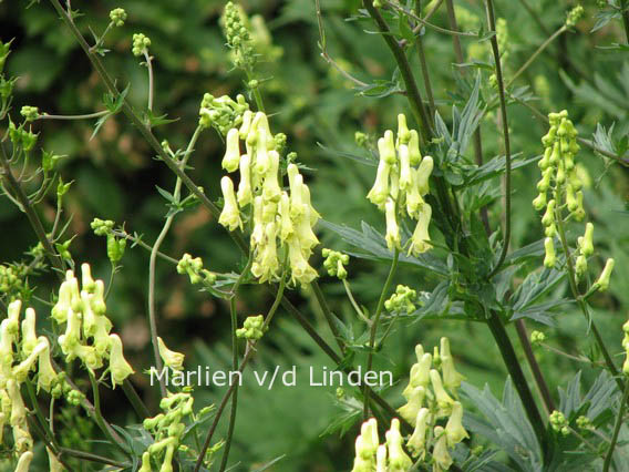 Aconitum lamarckii