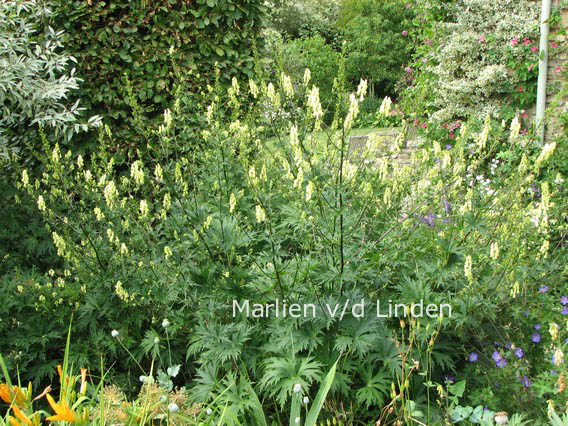 Aconitum lamarckii