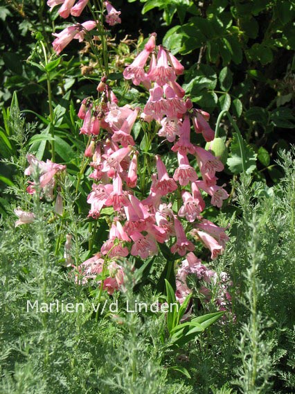 Penstemon 'Hidcote Pink'