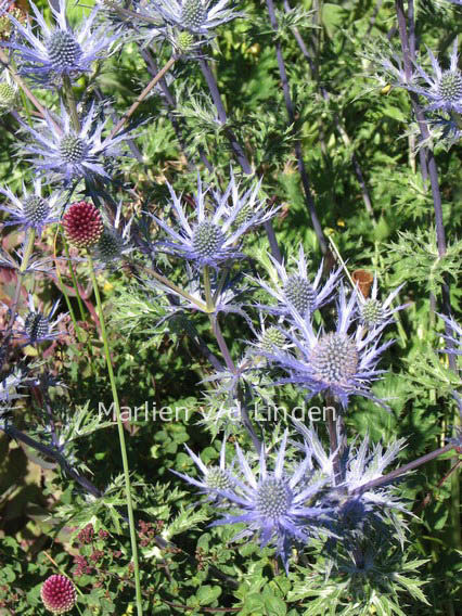 Eryngium bourgatii