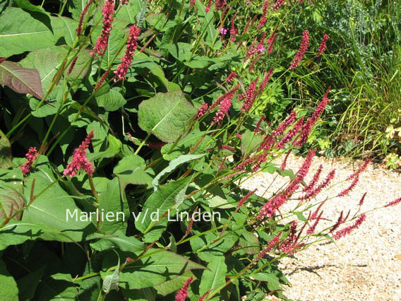 Persicaria amplexicaulis 'Speciosa' (FIRETAIL)