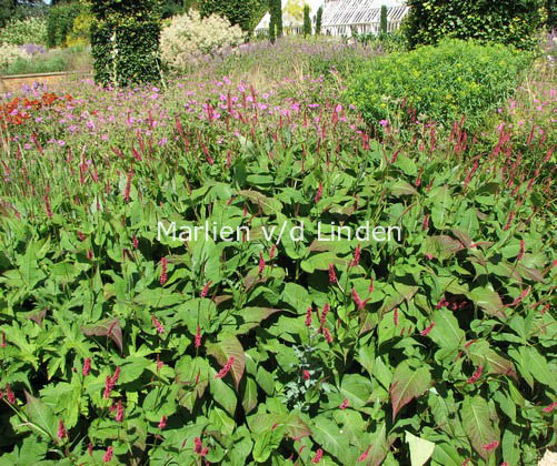 Persicaria amplexicaulis 'Speciosa' (FIRETAIL)