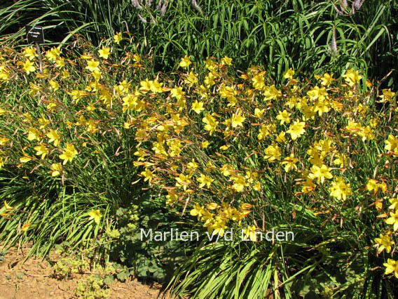 Hemerocallis 'Corky'