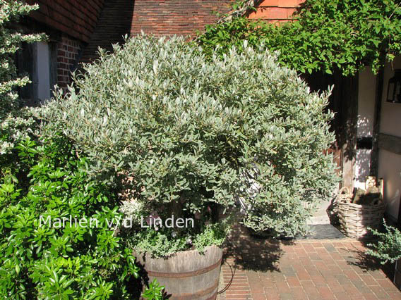 Salix lanata
