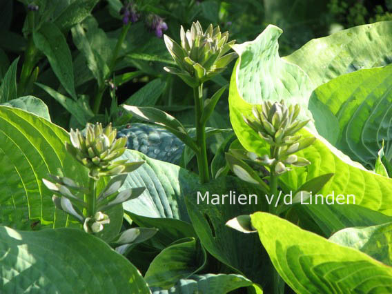 Hosta sieboldiana 'Frances Williams'