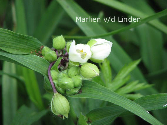 Tradescantia andersoniana 'Innocence'