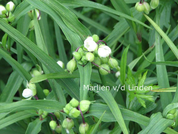 Tradescantia andersoniana 'Innocence'