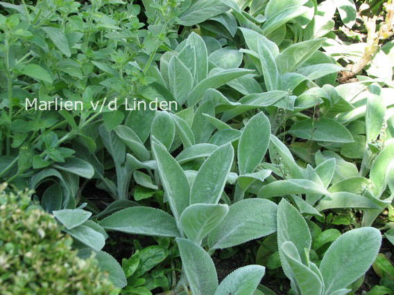 Stachys byzantina 'Big Ears'