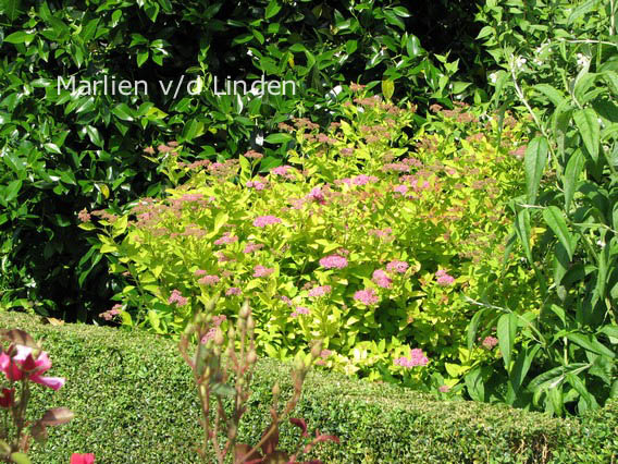 Spiraea japonica 'Goldflame'