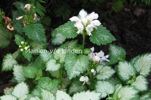Lamium maculatum 'White Nancy'