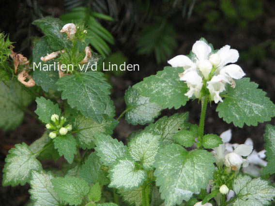 Lamium maculatum 'White Nancy'