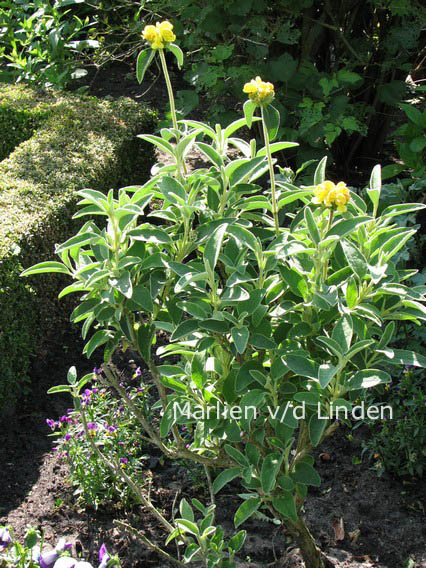 Phlomis fruticosa