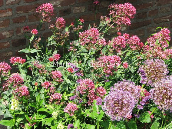 Centranthus ruber 'Coccineus'