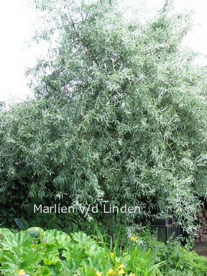 Pyrus salicifolia 'Pendula'