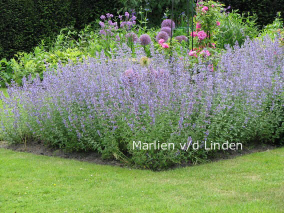 Nepeta 'Walker's Low'