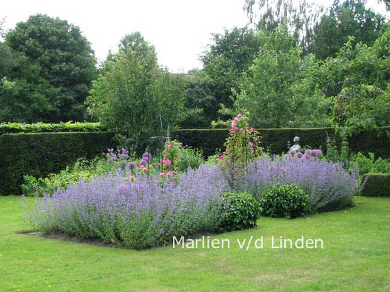 Nepeta 'Walker's Low'