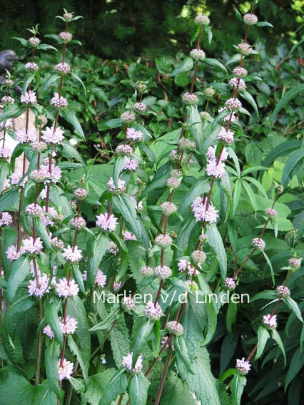 Phlomis tuberosa 'Amazone'