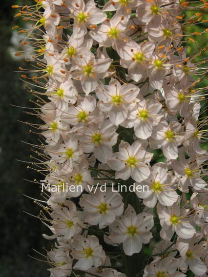 Eremurus robustus