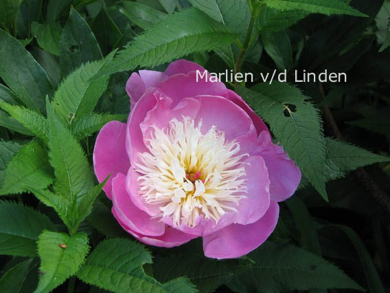 Paeonia 'Bowl of Beauty'