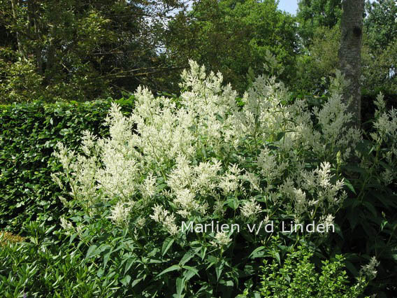 Persicaria polymorpha