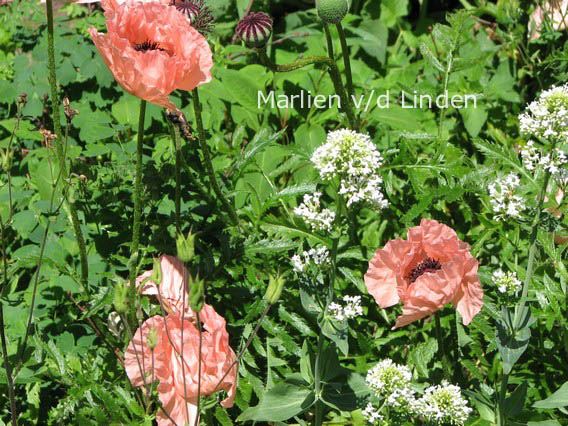 Papaver orientale 'Helen Elizabeth'