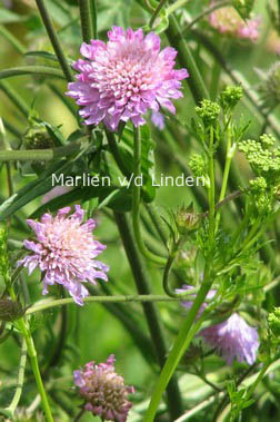 Knautia arvensis