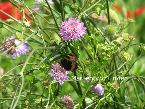 Knautia arvensis