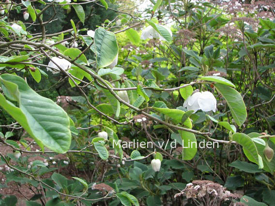 Magnolia sieboldii ssp. sinensis