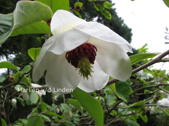 Magnolia sieboldii ssp. sinensis