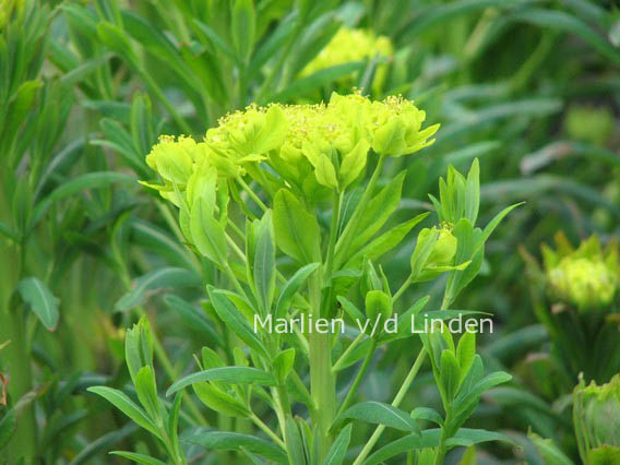 Euphorbia characias subsp. wulfenii