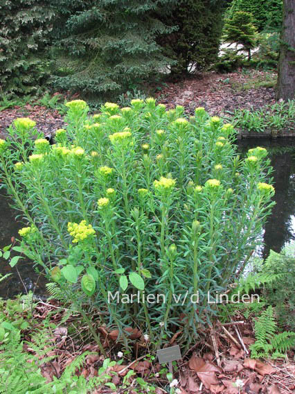 Euphorbia characias subsp. wulfenii