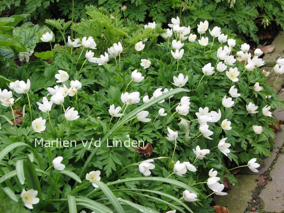 Anemone nemorosa