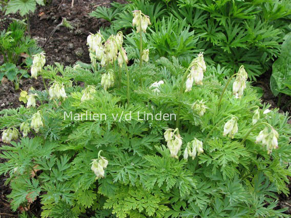 Dicentra eximia 'Alba'