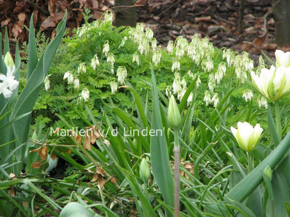 Dicentra eximia 'Alba'