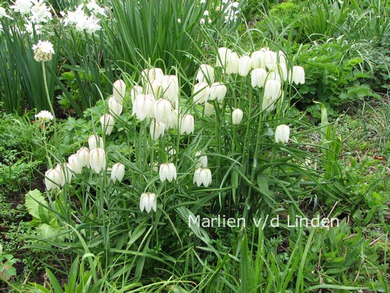 Fritillaria meleagris