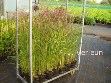 Miscanthus sinensis 'Flamingo'