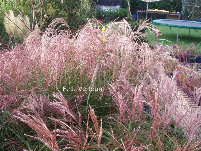 Miscanthus sinensis 'Flamingo'