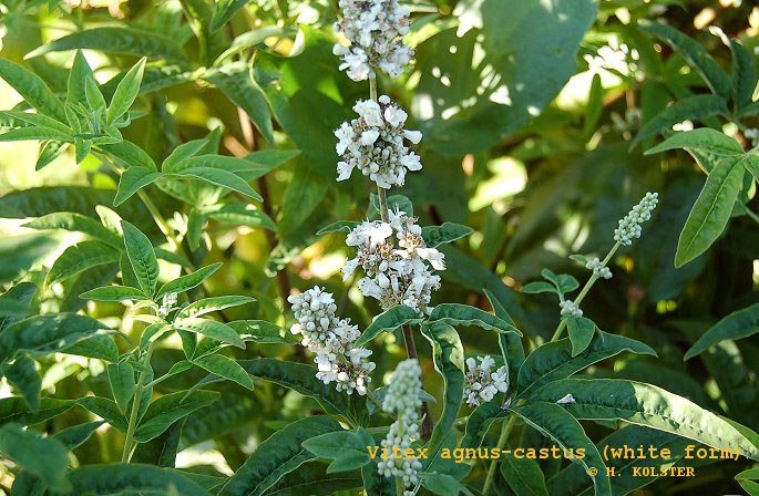 Vitex agnus-castus 'Alba'