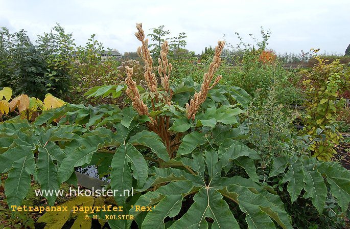 Tetrapanax papyrifer 'Rex'