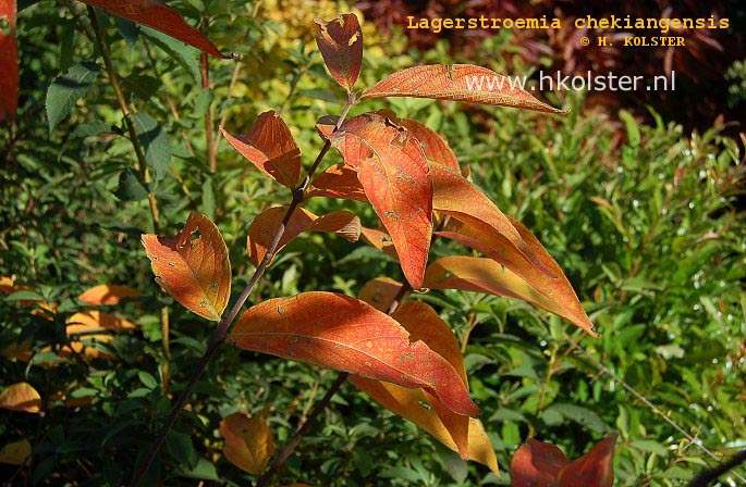 Plantentuin Esveld