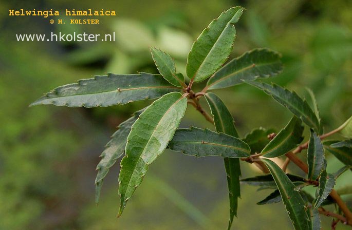 Helwingia himalaica (88801)
