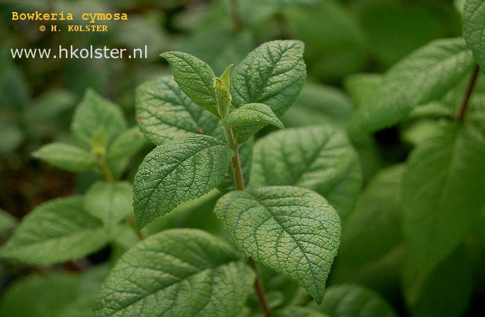Plantentuin Esveld