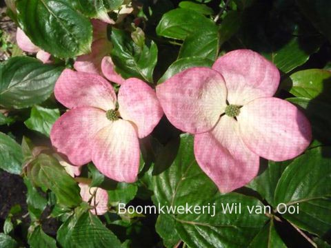 Cornus kousa 'Satomi Compact'
