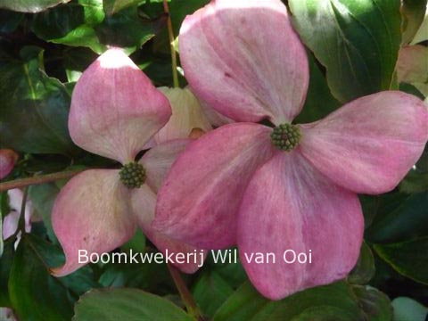 Cornus kousa 'Rosea'