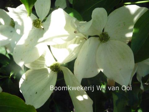 Cornus kousa 'Galzam' (GALILEAN)