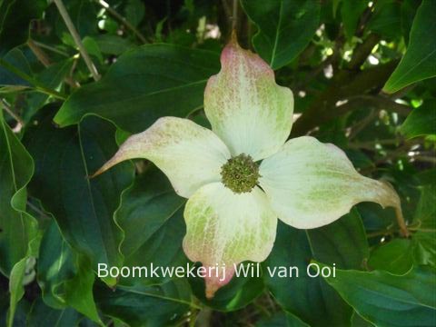 Cornus kousa 'Dupek'