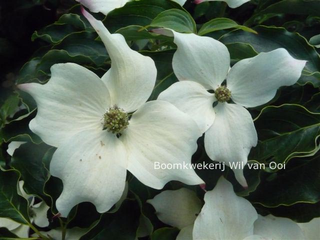 Cornus kousa 'Cherokee'