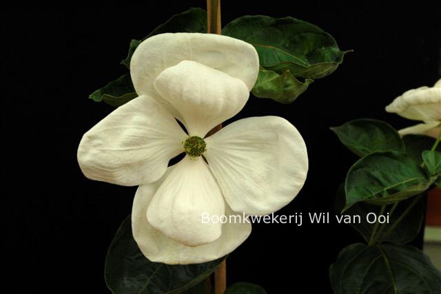 Cornus 'KN-30-8' (VENUS)